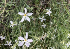 Phlox tenuifolia
