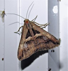 Melipotis bisinuata
