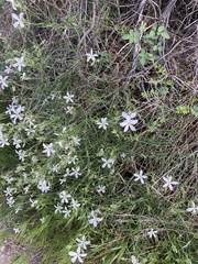 Phlox tenuifolia