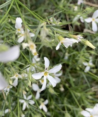 Phlox tenuifolia