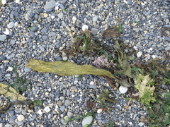 Macrocystis pyrifera