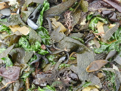 Macrocystis pyrifera