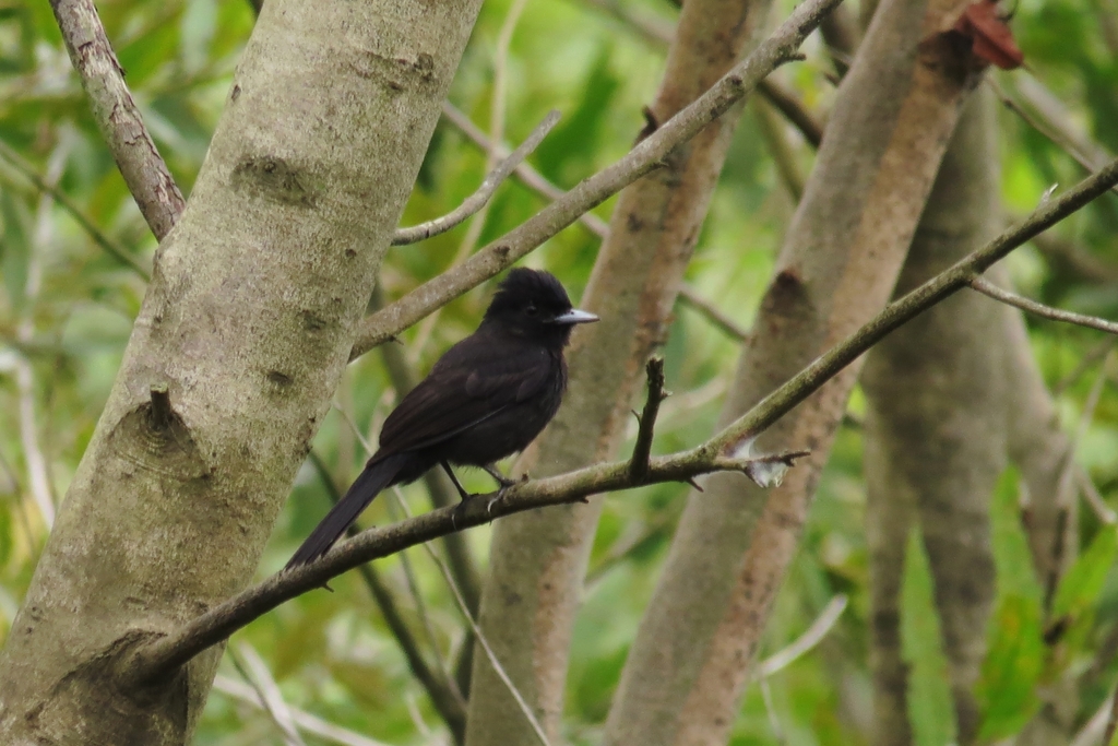 Riverside Tyrant photo