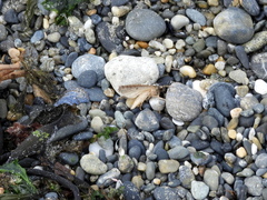 Pseudaleucis denticulata