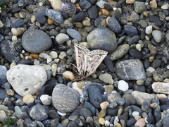 Pseudaleucis denticulata