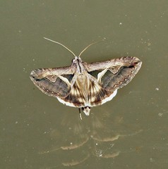 Melipotis bisinuata