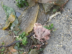 Macrocystis pyrifera