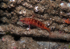 Hypoplectrodes maccullochi
