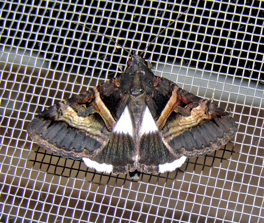Melipotis nigrobasis