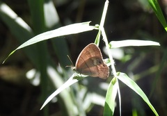 Cyllopsis hilaria