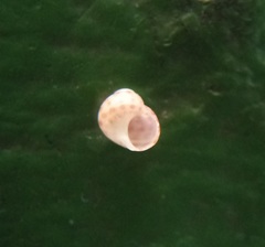 Phasianellidae
