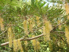 Alvaradoa amorphoides