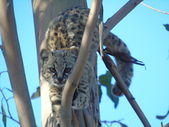 Leopardus guigna