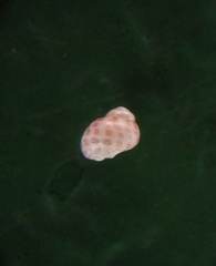 Phasianellidae