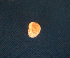 Phasianellidae