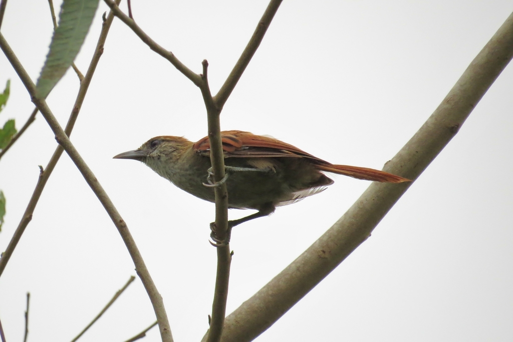 Parker's Spinetail photo