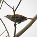 Parker's Spinetail - Photo (c) Tomaz Nascimento de Melo, some rights reserved (CC BY-NC-ND), uploaded by Tomaz Nascimento de Melo
