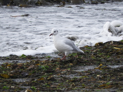 Chroicocephalus maculipennis