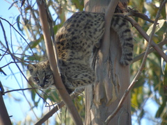 Leopardus guigna