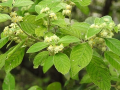 Lippia umbellata