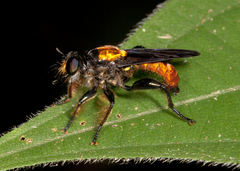 Lampria clavipes