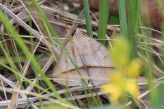 Argyrostrotis flavistriaria