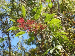 Cissus biformifolia