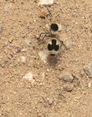 Dasymutilla arachnoides