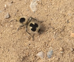 Dasymutilla arachnoides