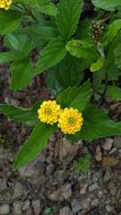 Lippia turnerifolia