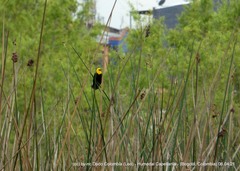 Chrysomus icterocephalus bogotensis