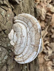 Ganoderma