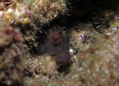 Parablennius intermedius