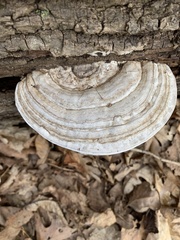 Ganoderma