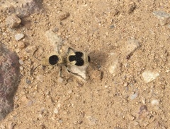 Dasymutilla arachnoides