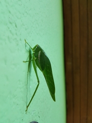 Philophyllia guttulata