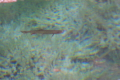 Salvelinus fontinalis