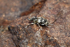 Stephanocleonus optimus