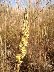 Dichromanthus michuacanus