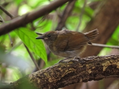 Myrmoborus lugubris