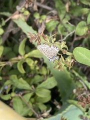 Leptotes trigemmatus