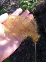 Miscanthus nepalensis