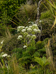 Anisotome lyallii