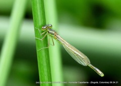 Ischnura chingaza