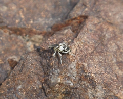 Stephanocleonus optimus