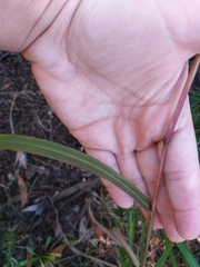Miscanthus nepalensis
