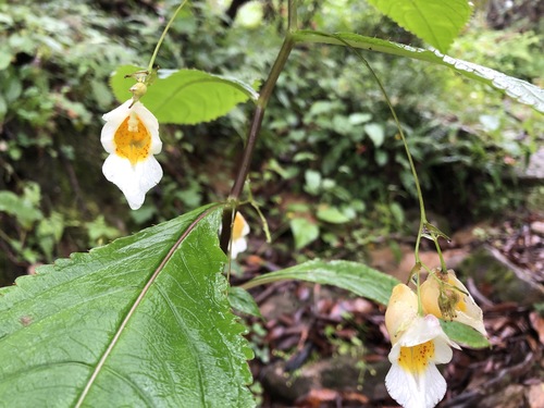 Mollusc balsam (Impatiens inayatii)