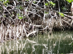 Butorides virescens image