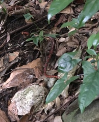 Lampropeltis abnorma