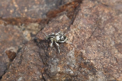 Stephanocleonus optimus
